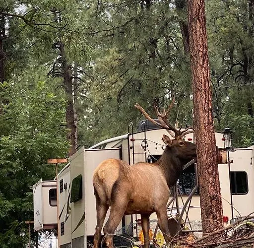 Unique Forest Adventure 10 Glamper Campsite Payson